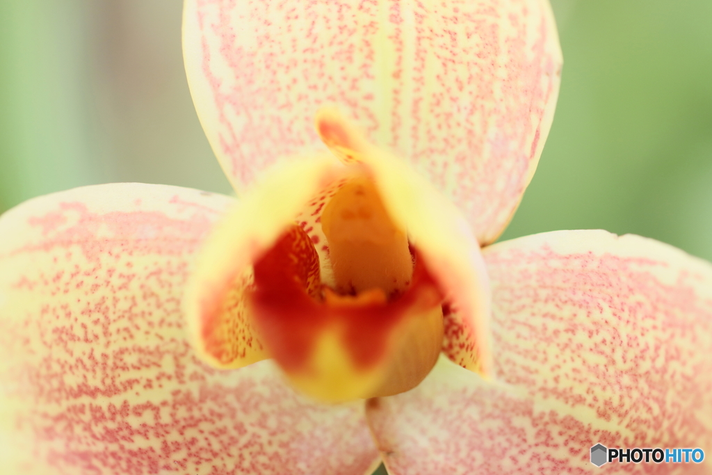 園の花