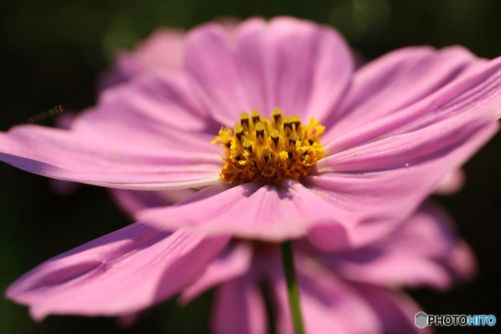 街の花