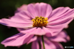 街の花