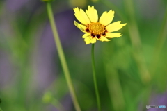街の花