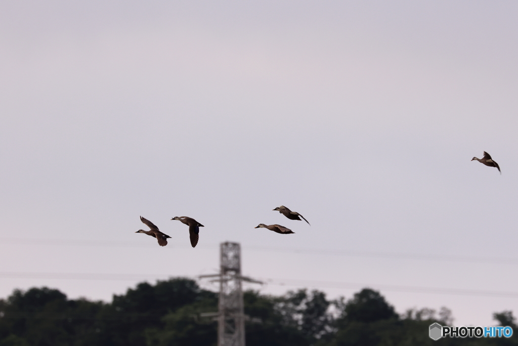 野鳥
