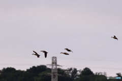 野鳥