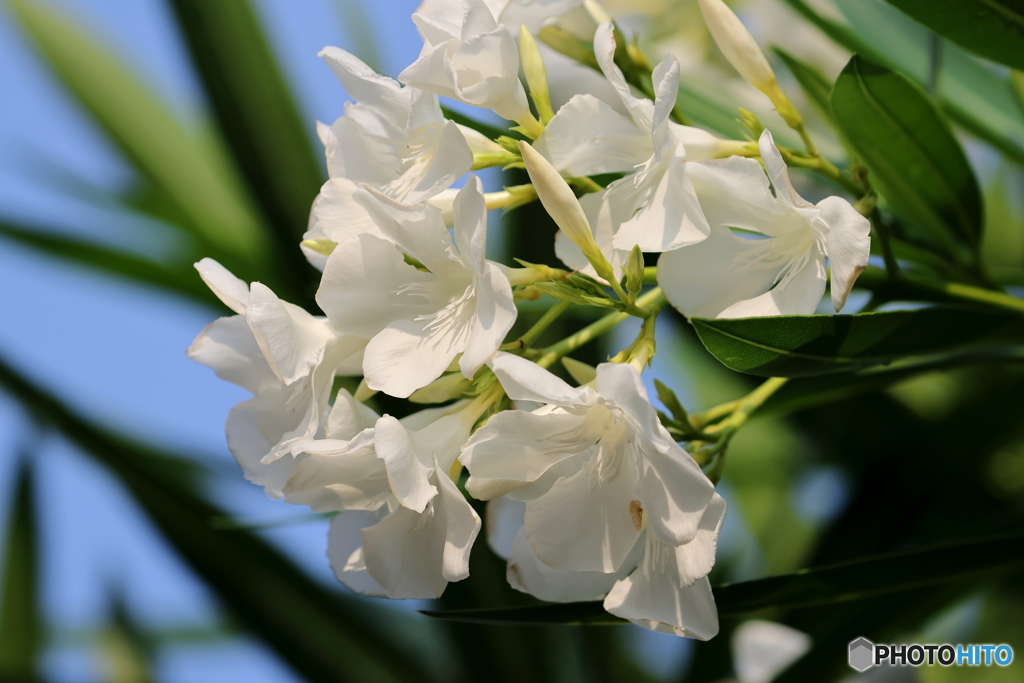 街の花
