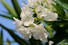 街の花