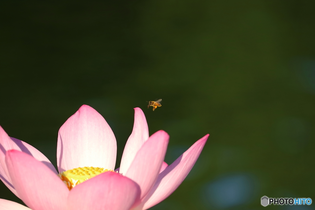 街の花