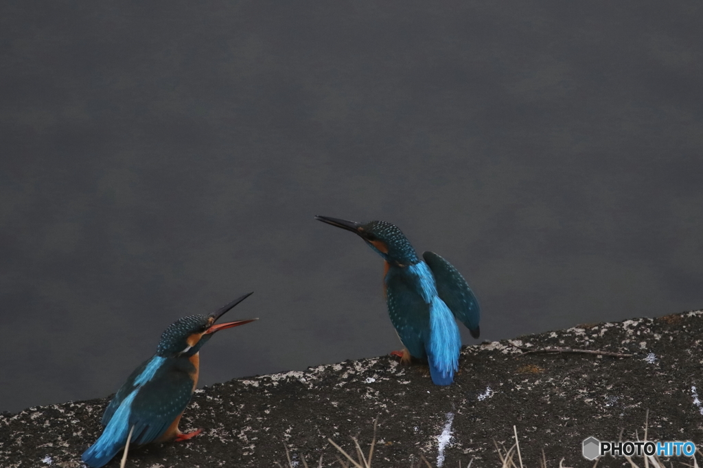 カワセミ