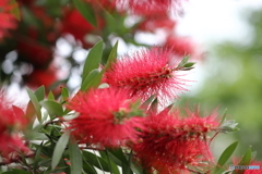 街の花