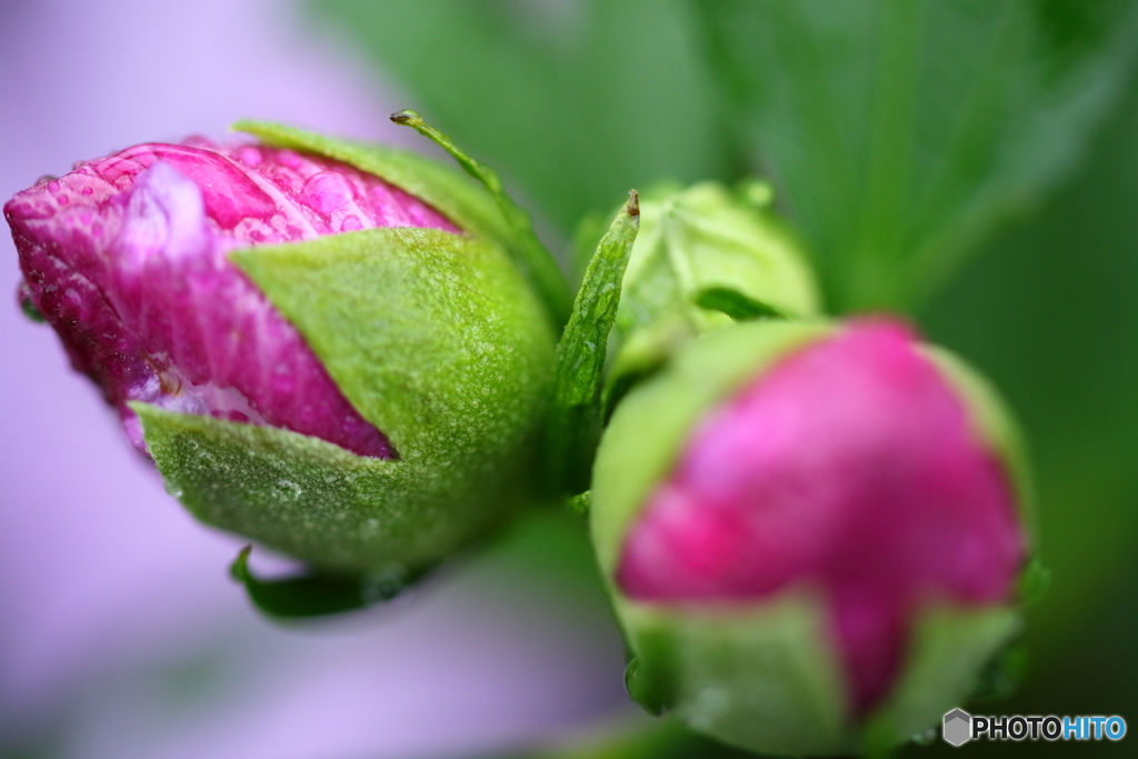 街の花