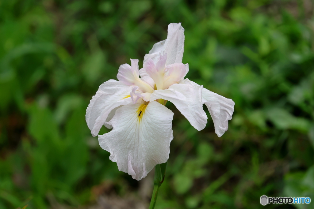 郷土の森