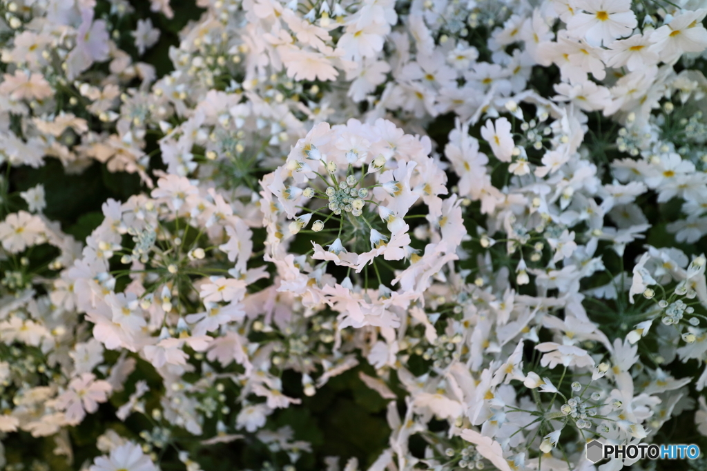 街の花