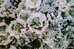 街の花