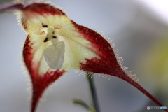 園の花