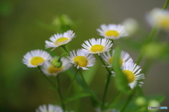 街の花