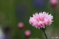 街の花