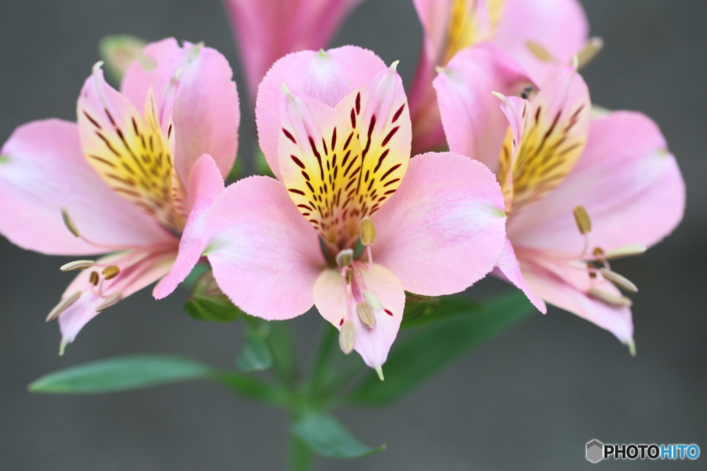 街の花