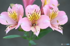 街の花