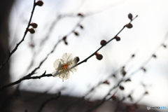 園の花