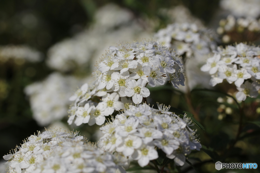 街の花