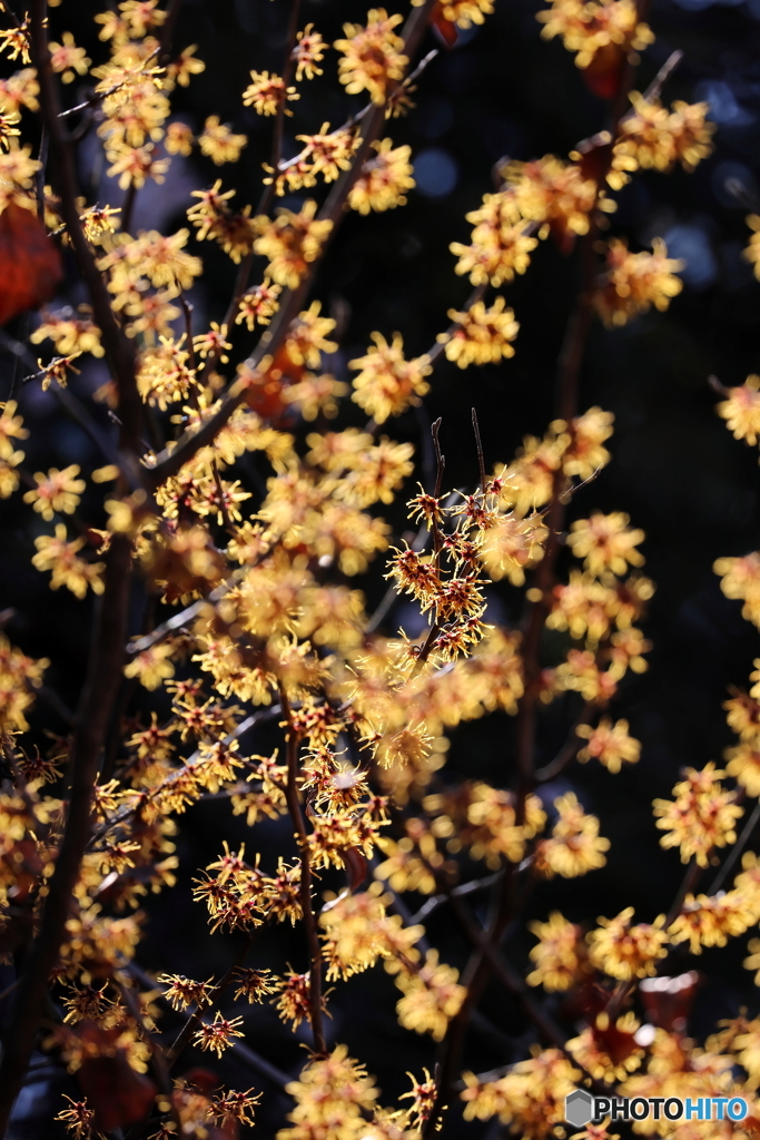 園の花