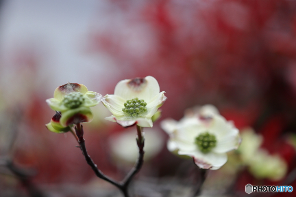 街の花