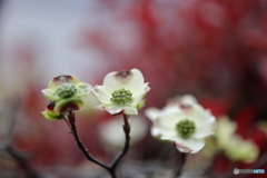 街の花