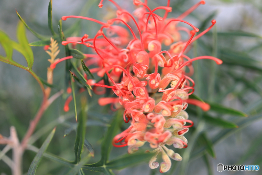 街の花
