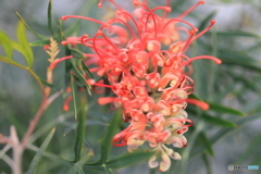 街の花