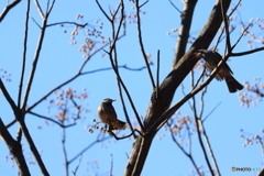 郷土の森