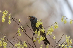 野鳥