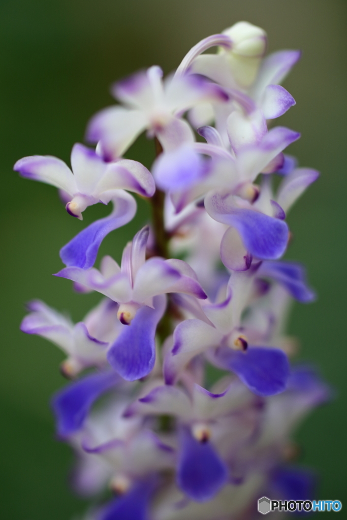 園の花