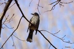 野鳥