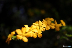 園の花