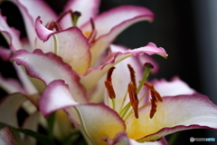 街の花