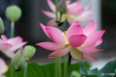 蓮池
