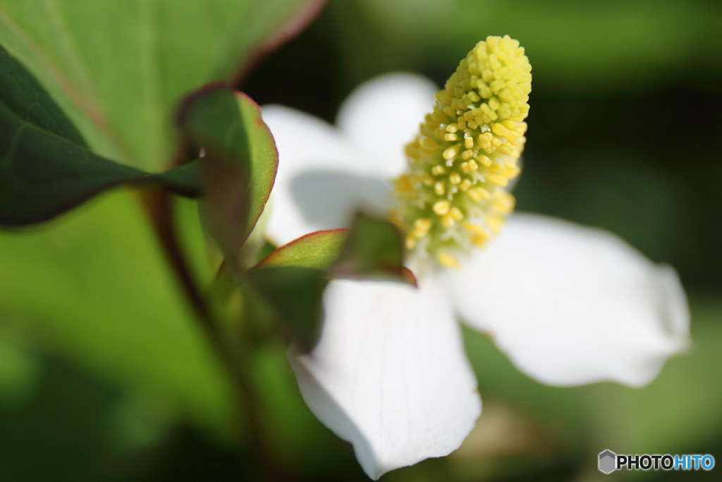 街の花