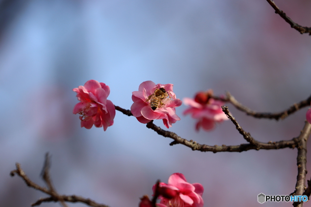 郷土の森