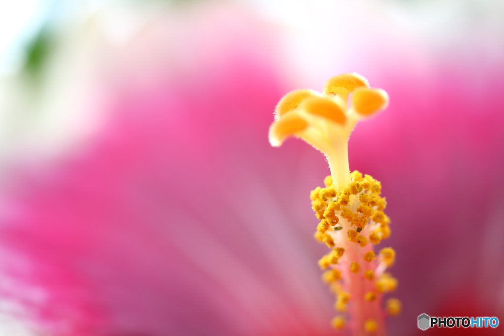 園の花