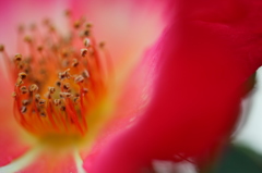 街の花