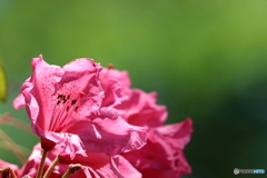 街の花