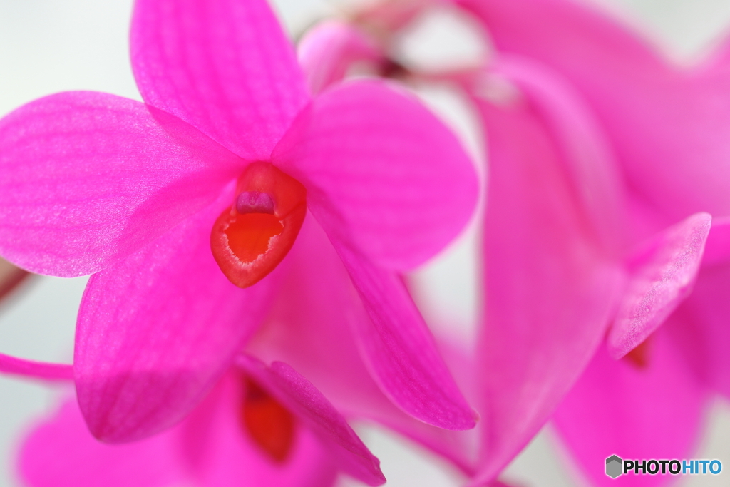園の花