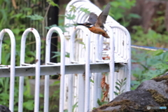 野鳥