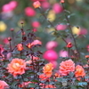 園の花
