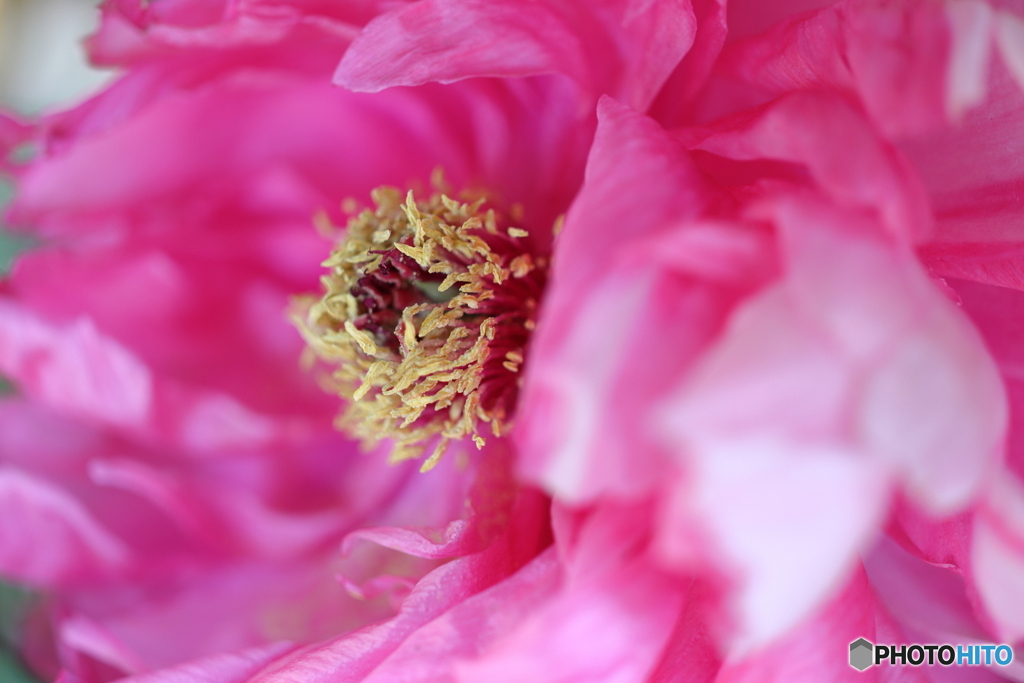 街の花