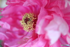街の花