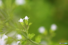街の花