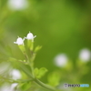 街の花