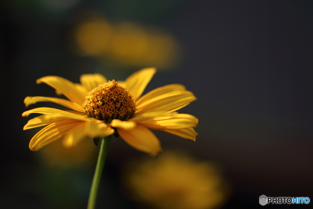 街の花
