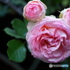 街の花