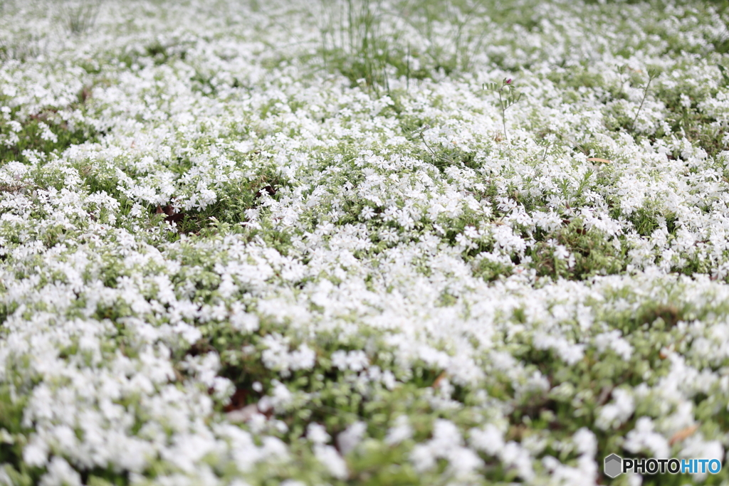 街の花