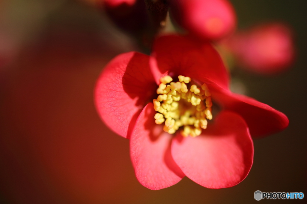 街の花